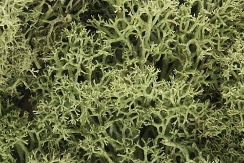 WOODLAND SCENICS - L161 LICHEN SPRING GREEN