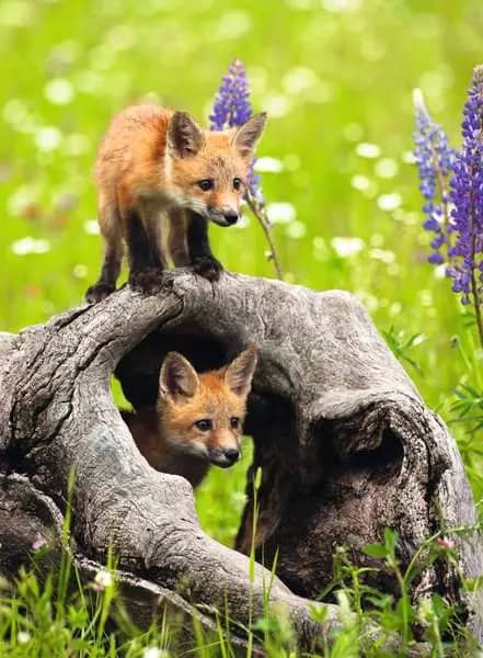 Ravensburger - Cheeky Foxes XXL Jigsaw Puzzle 300pc