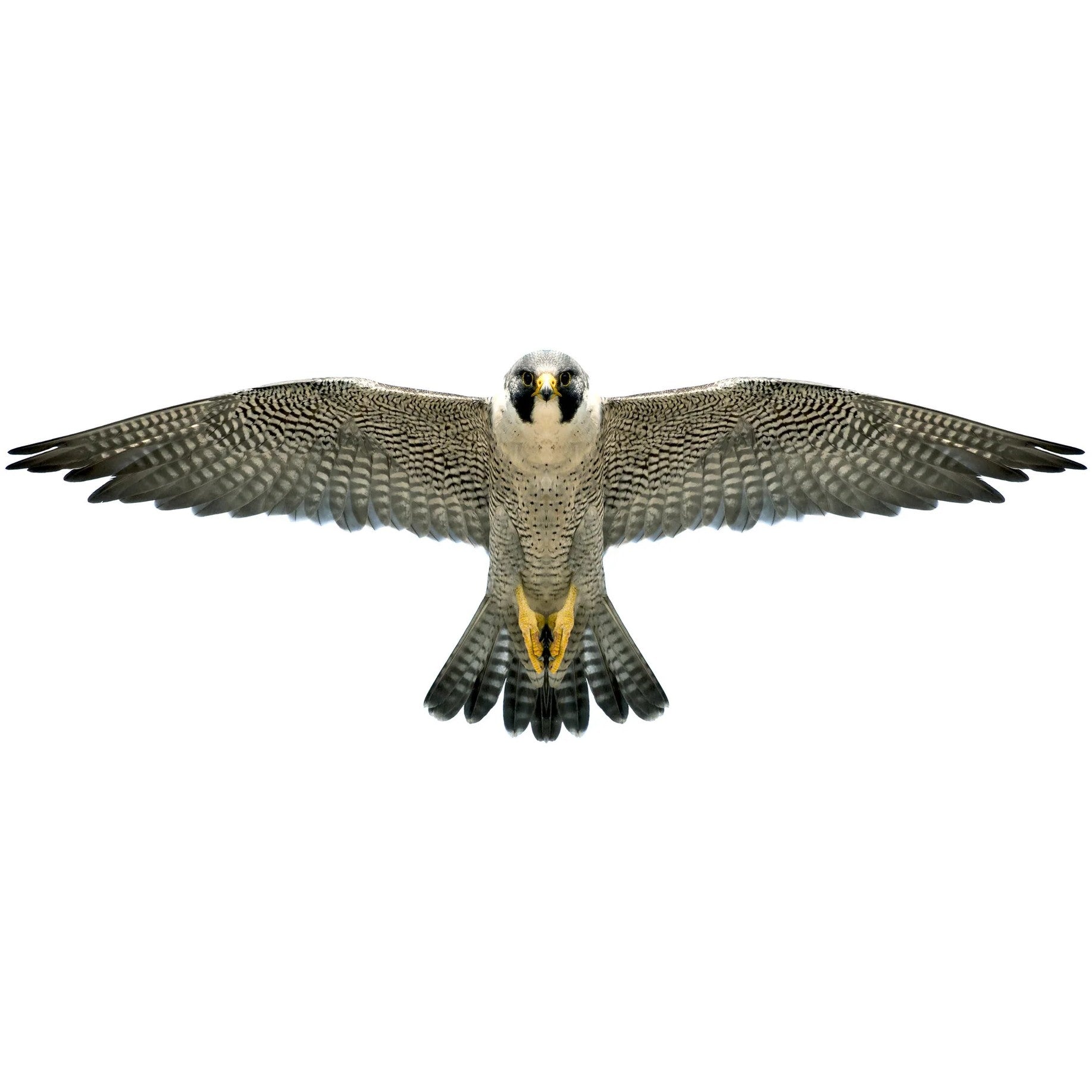 Brookite - Peregrine Falcon Fun Kite